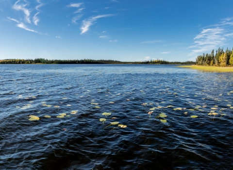 a northern lake with fall colors