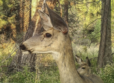 A deer and fawn appear close up, with ears raised, on a remote-action trail camera at Klamath Marshal National Wildlife Refuge in Oregon.