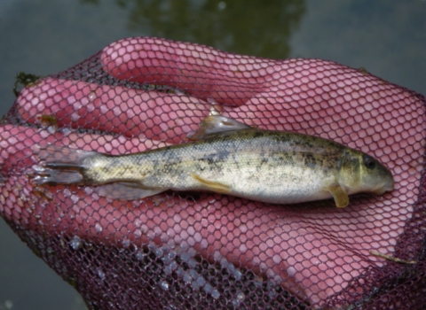 Modoc sucker. This species was delisted in 2015 based on new data, including genetic information.