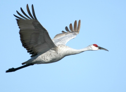 A large gray bird with white face, red crown of its head and black bill flying with its wings and body fully outstretched
