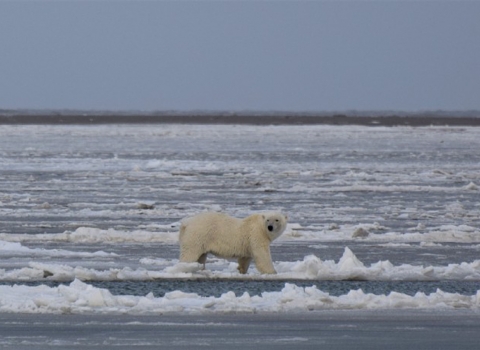 A polar bear walks across ice, with the shore in the background.
