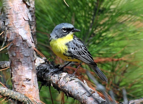 A small yellow-and-black perched on a pine branch