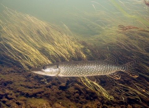 A long and slender fish, dark in color, with white spots, swimming along a grass covered stream bed.