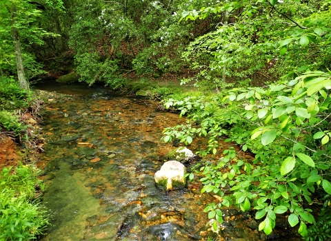 A small stream with riparian vegetation and cobble substrate