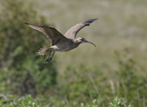 a tan bird with a long beak flying over grass and shrubby vegetation. 