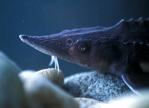 Close up of a juvenile sturgeon's head. Left eye is visible.