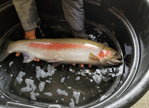 A steelhead is gently held at the water's surface in a basin to display its beautiful colors and condition.