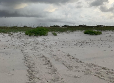 Sea turtle tracks made with their flippers