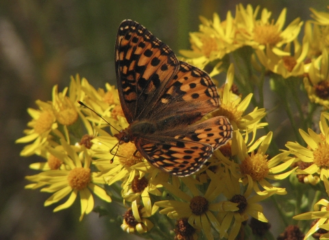  Oregon silverspot butterfly on a yellow flower