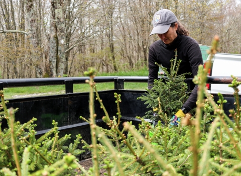 Biologist pulling a red spruce tree from a trailer