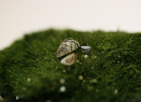 A small stripped mussel shell sits on a mossy green ball. 