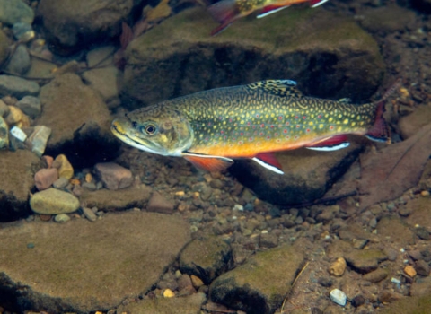 Brook trout