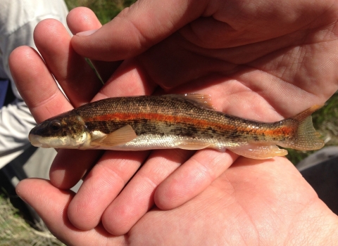 a small fish with a red stripe held in a person's hand