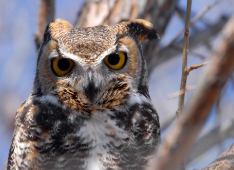 A great horned owl perched on a tree with enlarged pupils stares intently at the camera.
