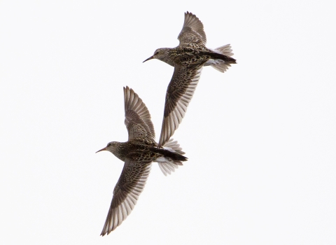 two brown birds in flight