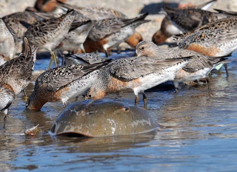 Several gray, brown and white birds--red knots--stand in the edge of the water. The shell of a horseshoe crab is visible in front of them.