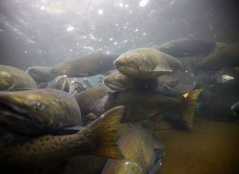 fall chinook salmon with black spots on its tail and upper half of its body