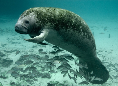 A large porpoise-shaped aquatic mammal called a Florida manatee swims with small fish at Crystal River National Wildlife Refuge.
