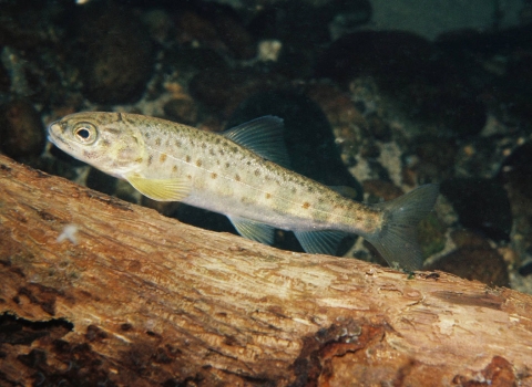  Juvenile Atlantic salmon in Scatter Creek, Washington