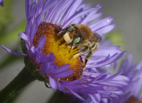  a leafcutter bee on a seaside daisy