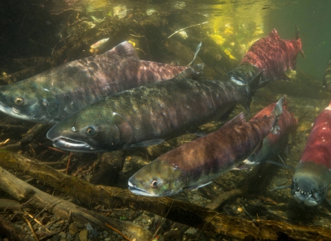 Coho and sockeye salmon swimming