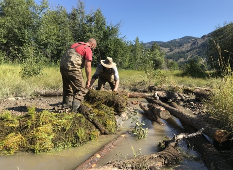 Two people in waders unroll a mat with embedded vegetation along the side of a muddy stream with lots of logs in it.