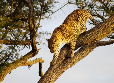 Leopard coming down a tree.