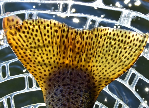 a spotted fish tail in a net