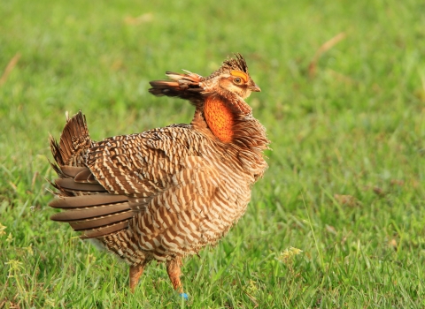 A male Attwater's Prairie Chicken walks across a grassy area