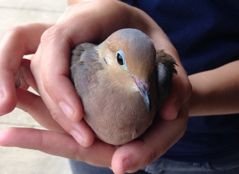Injured dove being turned in for wildlife rehabilitation