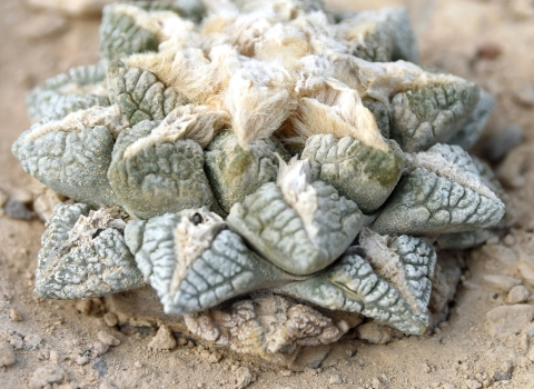 a small cactus that has green fleshy parts and white hair