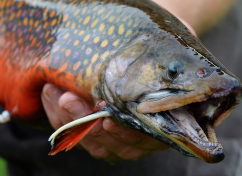 Person handling a brightly colored brook trout