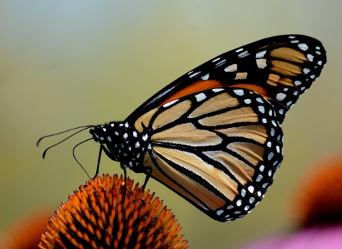 Monarch butterfly sitting on flower