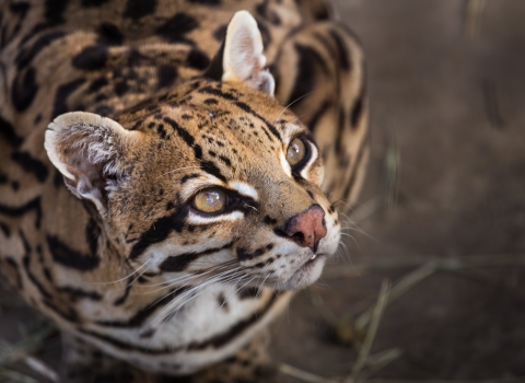 A wild cat with brown, white, and black markings gazes upward