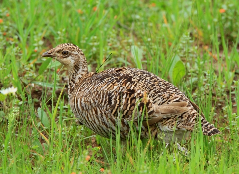 A female Attwater's prairie chicken sits in a grassy area