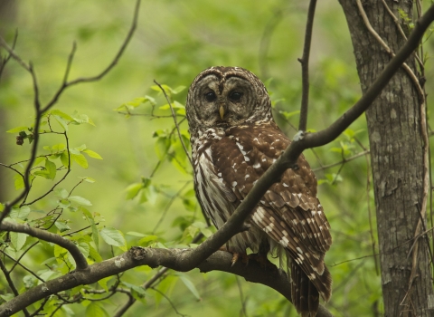 A barred owl perched on a branch surrounded by green vegetation.