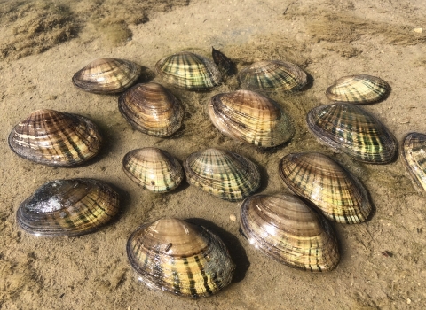 Several Texas fatmucket mussels rest on a sandy beach.