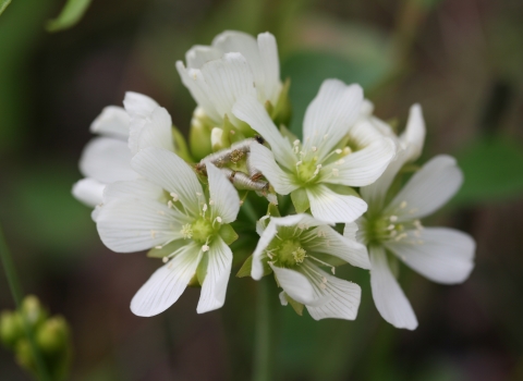 Cluster of about seen small white flowers radiating from a green stalk.