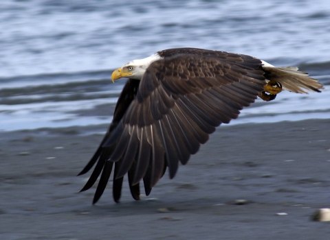 A Bald Eagle Skims the Beach in Flight