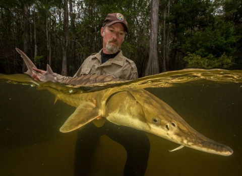 Biologist standing chest-deep in water holding a gulf sturgeon