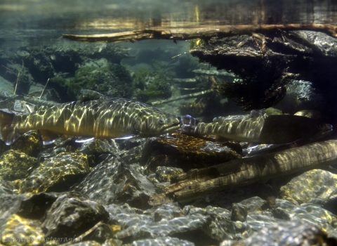 Bull trout underwater