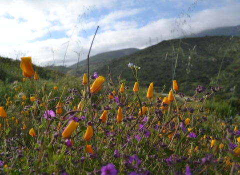 Open field of poppies and wishbone bush at San Diego National Wildlife Refuge,