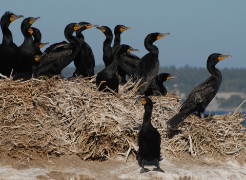 A Flock of Double-crested Cormorants on Protection Island