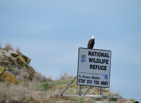 Adult Bald Eagle Perched on Refuge Sign