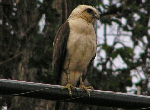 A Hawaiian Hawk sits on a black horizontal pole.