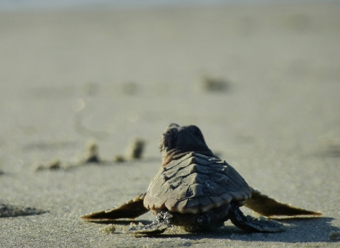 Sea turtle hatchling on the sand