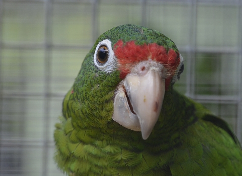 Puerto Rican parrot