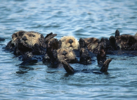 A Raft of Sea Otters