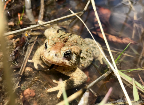 A beige and green toad sits in a puddle among grasses and other leafy debris