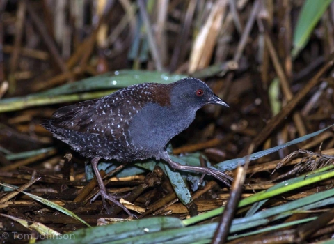 Eastern black rail